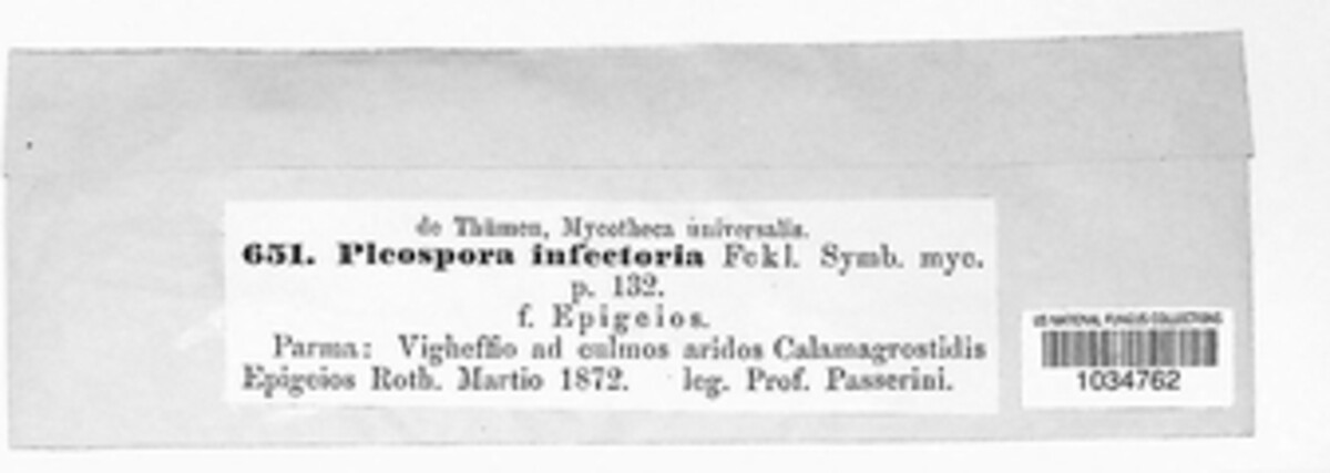 Alternaria infectoria image